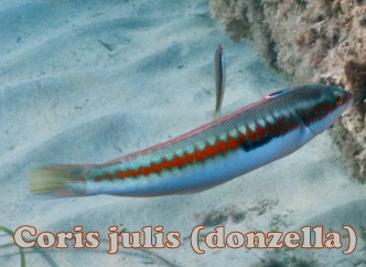 coris julis